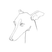 Greyhound Pencil Portrait I Fine Art Print