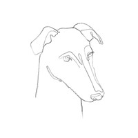 Greyhound Pencil Portrait II Fine Art Print
