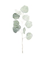 Soft Eucalyptus Branch I Fine Art Print