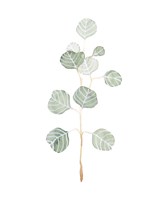 Soft Eucalyptus Branch II Fine Art Print