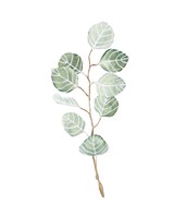 Soft Eucalyptus Branch III Fine Art Print