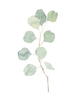 Soft Eucalyptus Branch IV Fine Art Print