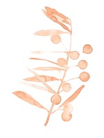 Blush Olive Branch III Fine Art Print