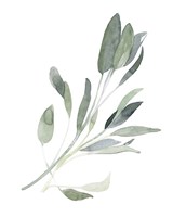 Simple Sage I Fine Art Print