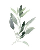 Simple Sage III Fine Art Print