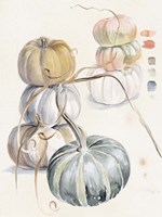 Harvest Pumpkins II Fine Art Print