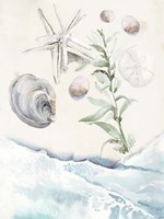 Washing Ashore II Fine Art Print