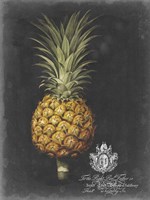 Royal Brookshaw Pineapple II Fine Art Print
