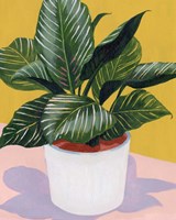 Calethea II Fine Art Print