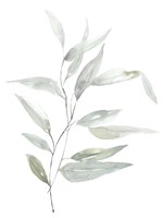 Ethereal Eucalyptus II Fine Art Print