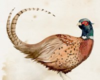 Pheasantry I Fine Art Print