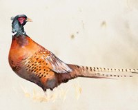 Pheasantry II Fine Art Print