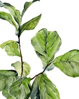 Fiddle Fig II Fine Art Print