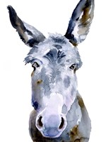 Sweet Donkey II Fine Art Print
