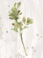 Antique Earthtone Herbs I Fine Art Print