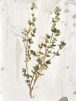 Antique Earthtone Herbs II Fine Art Print