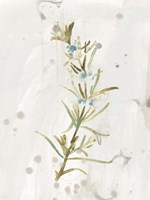 Antique Earthtone Herbs III Fine Art Print