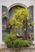 Italian Window Flowers IV Fine Art Print