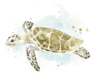 Watercolor Sea Turtle Study II Fine Art Print