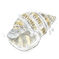 Citron Shell Sketch I Fine Art Print