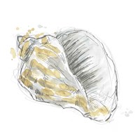 Citron Shell Sketch III Framed Print