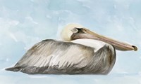 Soft Brown Pelican I Fine Art Print