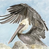 Soft Brown Pelican II Fine Art Print