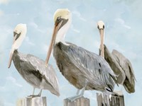 Soft Brown Pelican III Fine Art Print