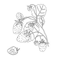 Wild Strawberries I Fine Art Print