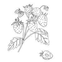 Wild Strawberries II Fine Art Print