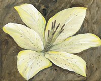 Neutral Lily I Fine Art Print