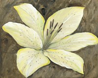 Neutral Lily II Fine Art Print