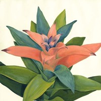 Tropical IV Fine Art Print