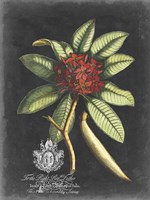 Royal Foliage III Fine Art Print