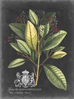 Royal Foliage IV Fine Art Print