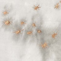 Spangled Grey III Fine Art Print