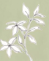 Botanic Drawing I Framed Print