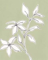 Botanic Drawing I Fine Art Print