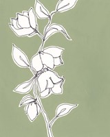 Botanic Drawing II Framed Print