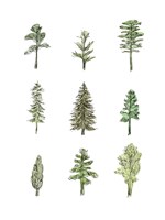 Collected Pines I Fine Art Print