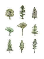 Collected Pines II Fine Art Print