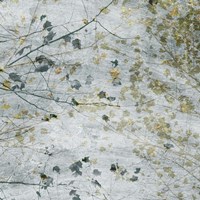 Seasonal Transition I Fine Art Print