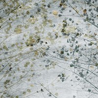 Seasonal Transition II Fine Art Print