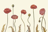 Coral Poppy Display I Fine Art Print