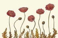 Coral Poppy Display II Fine Art Print