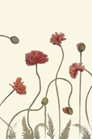 Coral Poppy Display III Fine Art Print