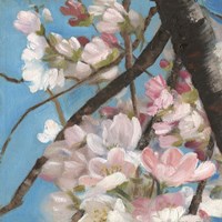 Cherry Blossoms II Fine Art Print