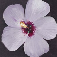 Hibiscus Portrait I Fine Art Print