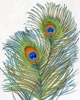 Vivid Peacock Feathers I Framed Print