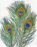 Vivid Peacock Feathers II Framed Print